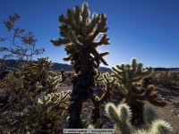 cholla catus garden