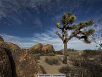 joshua tree