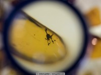 25 million year old flower, trapped in amber