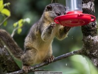 kincachu / monte verde