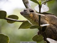 kincachu / monte verde