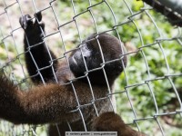  Poeppig‘s Woolly Monkey - Lagothrix lagothricha poeppigii