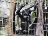 White-bellied Spider Monkey - Ateles belzebuth