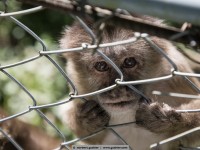 Marañón White-fronted Capuchin - Cebus yuracus