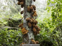 sapote de san lorenzo