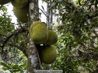 jackfruit