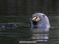 giant otter in the cocha salvador