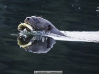 giant otter in the cocha salvador
