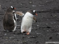 gentoo penguins