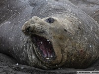 elephant seal