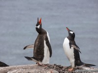 gentoo penguins