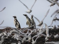 magellanic penguin