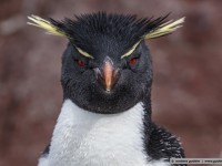 rock hopper penguin
