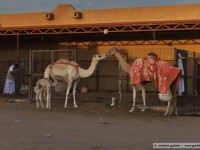 camel market / al ain / abu dhabi