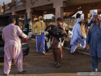 camel market / al ain / abu dhabi