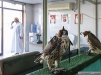 falcon market / abu dhabi