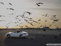 feeding birds / dubai